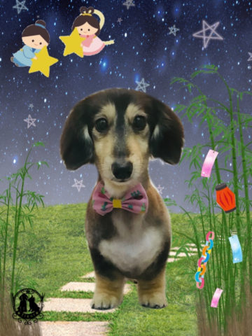 ミニチュアダックス