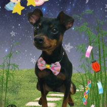 ミニチュアピンシャー