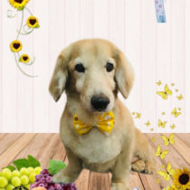 ミニチュアダックス