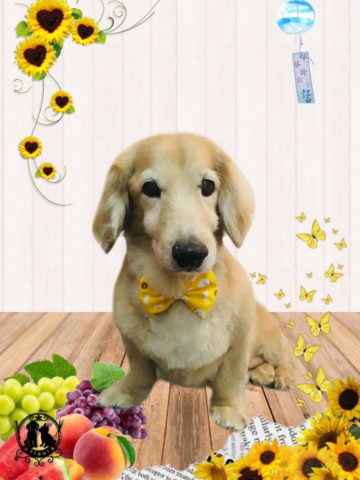 ミニチュアダックス