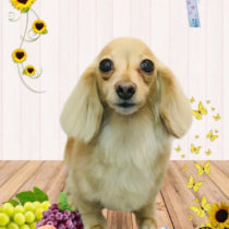 カニンヘンダックス