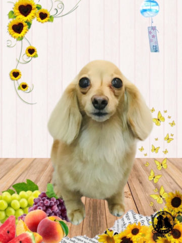 カニンヘンダックス