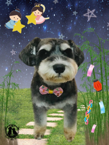 ミニチュアシュナウザー