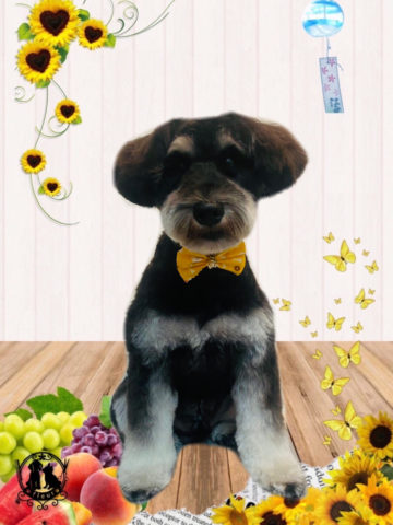 ミニチュアシュナウザー