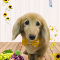 ミニチュアダックス