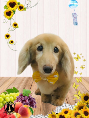 ミニチュアダックス