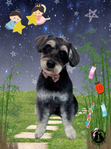 ミニチュアシュナウザー