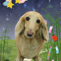 ミニチュアダックス