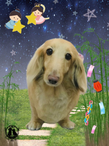 ミニチュアダックス