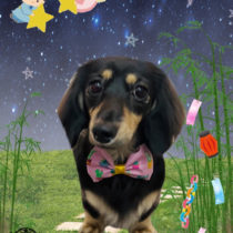 ミニチュアダックス