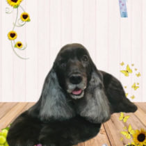 イングリッシュコッカースパニエル