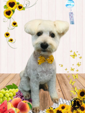 ミニチュアシュナウザー