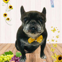 フレンチブルドッグ