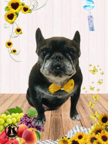 フレンチブルドッグ