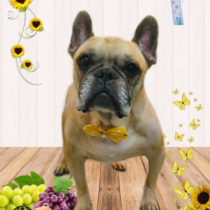 フレンチブルドッグ