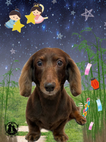 ミニチュアダックス