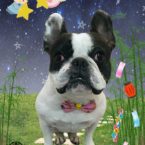 フレンチブルドッグ