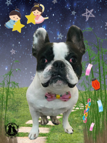 フレンチブルドッグ