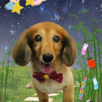 ミニチュアダックス