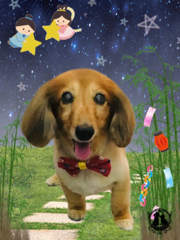 ミニチュアダックス