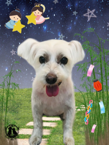 ミニチュアシュナウザー