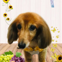 ミニチュアダックス