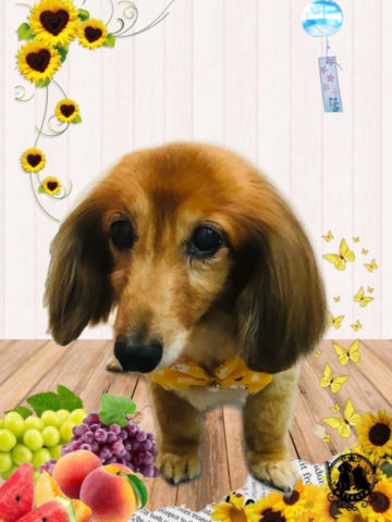 ミニチュアダックス