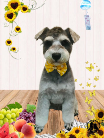 ミニチュアシュナウザー