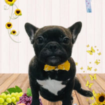 フレンチブルドッグ