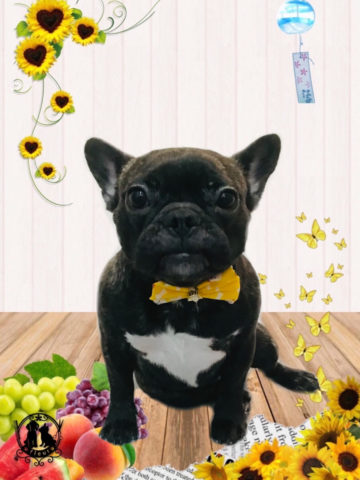 フレンチブルドッグ