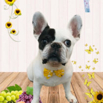 フレンチブルドッグ