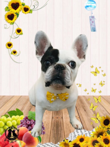 フレンチブルドッグ