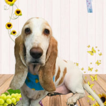 バセットハウンド