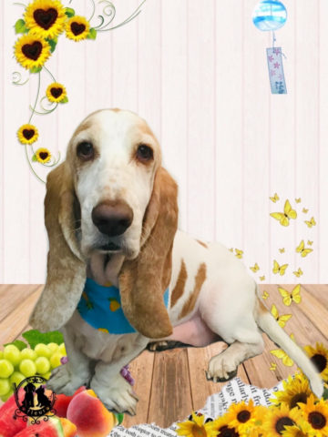 バセットハウンド