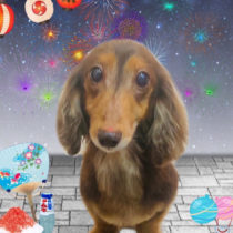 ミニチュアダックス