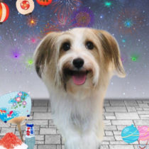 ジャックラッセルテリア