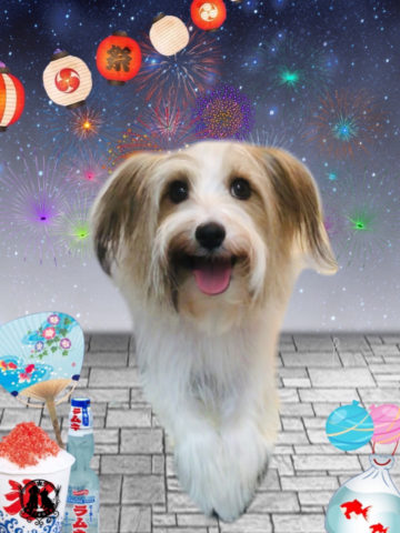 ジャックラッセルテリア