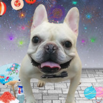 フレンチブルドッグ