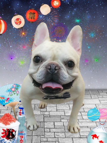 フレンチブルドッグ