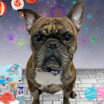 フレンチブルドッグ