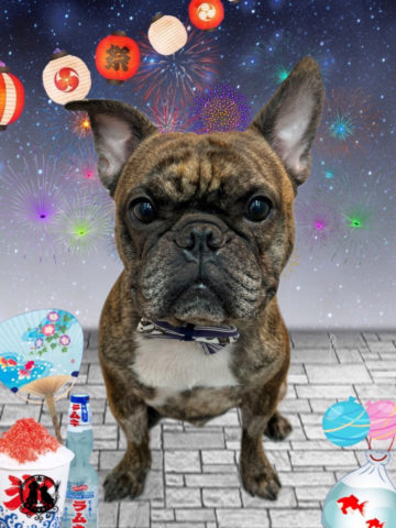 フレンチブルドッグ