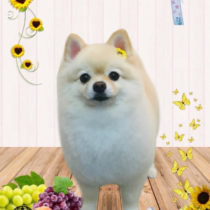 ポメラニアン