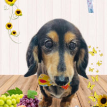 ミニチュアダックス