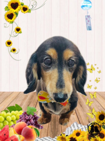 ミニチュアダックス