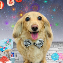 ミニチュアダックス