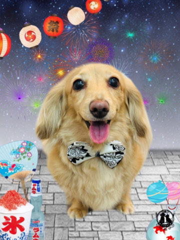 ミニチュアダックス