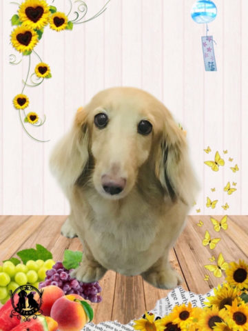 ミニチュアダックス