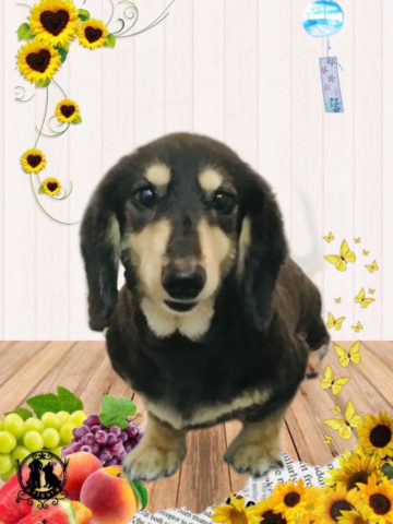 ミニチュアダックス