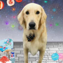 ゴールデンレトリバー