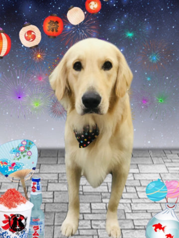 ゴールデンレトリバー